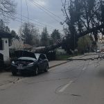 FOTO Copac doborat peste o masina pe o strada din centrul municipiului Botosani
