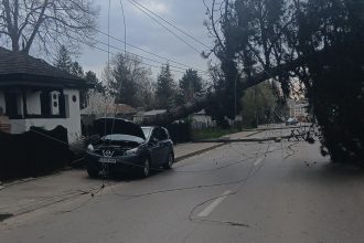 FOTO Copac doborat peste o masina pe o strada din centrul municipiului Botosani