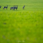 FOTOGRAFIA Spectacolul naturii pe marginea drumului la Botosani Au fost foarte ingaduitoare cu prezenta mea