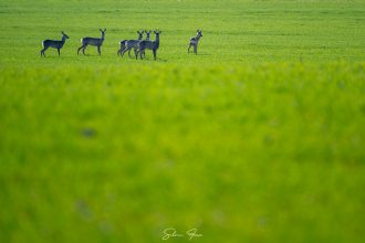 FOTOGRAFIA Spectacolul naturii pe marginea drumului la Botosani Au fost foarte ingaduitoare cu prezenta mea