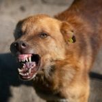 Fata din Botosani muscat de un caine scpat dintr o curte Proprietarul este investigat de poliie