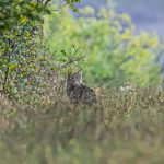 Incepe numaratoarea pisicilor salbatice in padurile judetului Botosani Atenie Capturarea acestora este interzisa