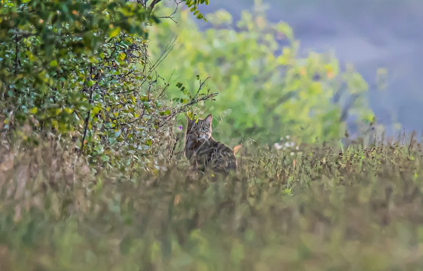Incepe numaratoarea pisicilor salbatice in padurile judetului Botosani Atenie Capturarea acestora este interzisa