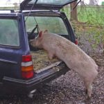 Inedit Trei botosaneni si au pierdut porcii Animalele confiscate de autoritati Afla motivul