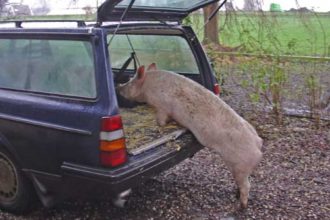 Inedit Trei botosaneni si au pierdut porcii Animalele confiscate de autoritati Afla motivul