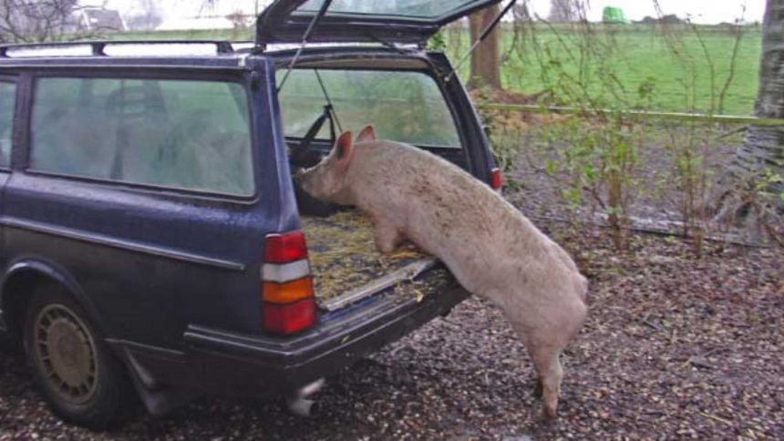 Inedit Trei botosaneni si au pierdut porcii Animalele confiscate de autoritati Afla motivul