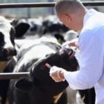 Se recruteaza medici veterinari pentru zeci de comune din judetul Botosani Buget de peste 40 de milioane pentru remunerarea acestora