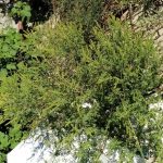 Tot mai multi botosaneni se queaza de floarea pustiei Avertisment din partea Direction iei de Mediu