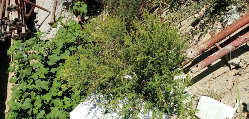 Tot mai multi botosaneni se queaza de floarea pustiei Avertisment din partea Direction iei de Mediu