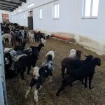 VIDEO Pierderi masive pentru crescatorii de oi din Botosani din cauza conflictului din Orientul Mijlociu