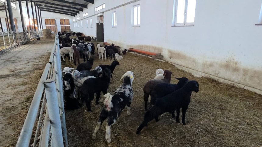 VIDEO Pierderi masive pentru crescatorii de oi din Botosani din cauza conflictului din Orientul Mijlociu