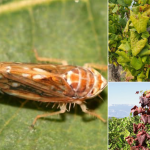 Alerte fitosanitara O boala incurabila pune in pericol culturile de vita de vie din judetul Botosani