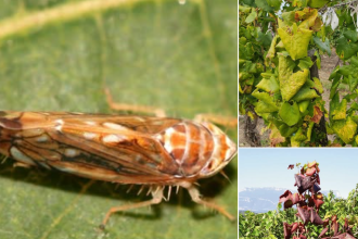 Alerte fitosanitara O boala incurabila pune in pericol culturile de vita de vie din judetul Botosani