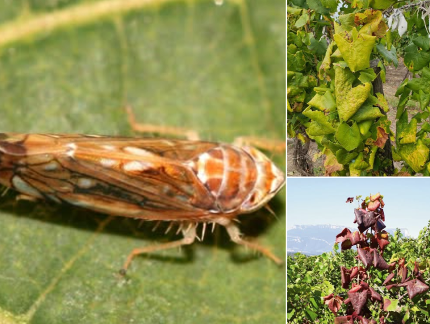 Alerte fitosanitara O boala incurabila pune in pericol culturile de vita de vie din judetul Botosani