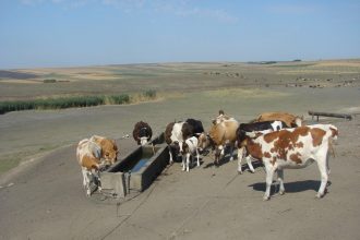 Botosaniul se afla sub Cod Portocaliu de canicula Specialistii DSVSA ii sfatuesc pe fermieri sa protejeze animalele de caldura