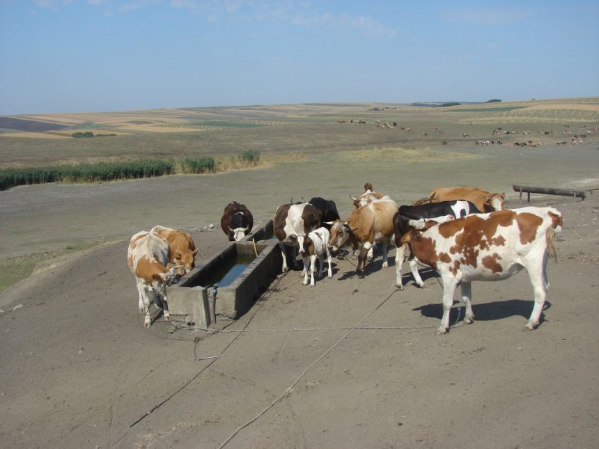 Botosaniul se afla sub Cod Portocaliu de canicula Specialistii DSVSA ii sfatuesc pe fermieri sa protejeze animalele de caldura