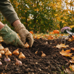 Bulbii de flori plantati toamna diferenta de inflorire porneste din sol nu din calendar
