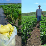 Doi tineri au creat o afacere de succes in agricultura in centrul judetului Botosani realizand livrari si in strainatate