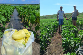 Doi tineri au creat o afacere de succes in agricultura in centrul judetului Botosani realizand livrari si in strainatate