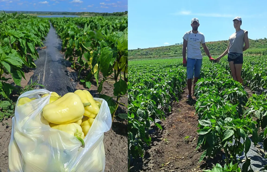 Doi tineri au creat o afacere de succes in agricultura in centrul judetului Botosani realizand livrari si in strainatate