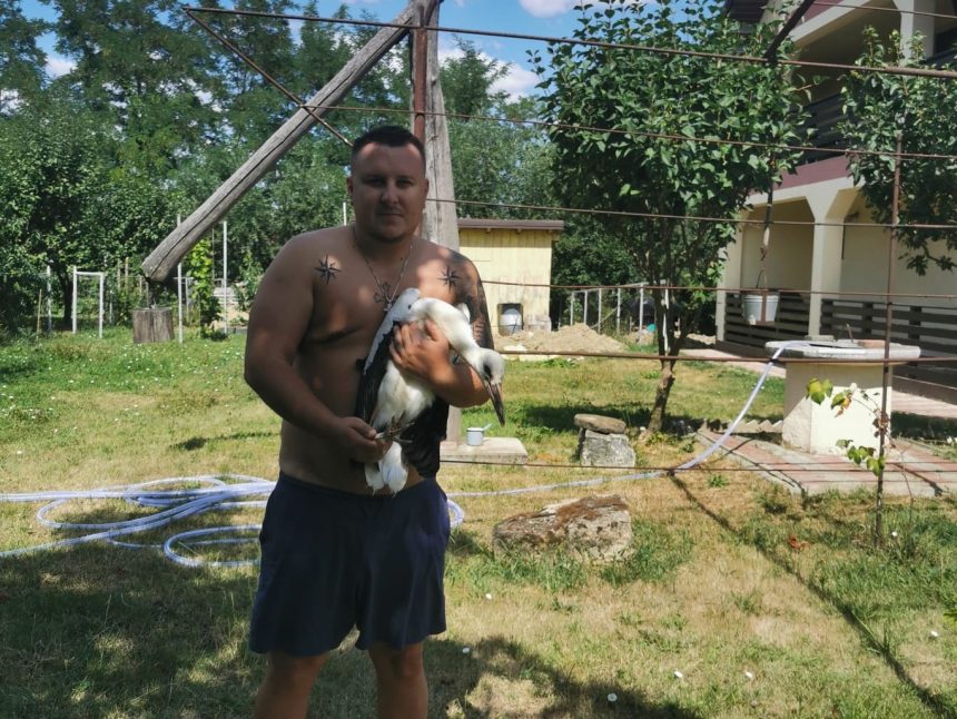 FOTO Doi pui de barza abandonati de parinti intr o localitate din Botosani Pasarile adulte au plecat spre tarile calde