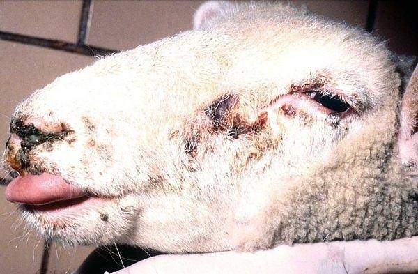 Focar de variola ovina lang Botosani DSVSA Botosani face apel ctre fermieri