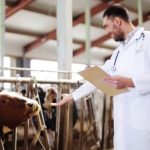 Licitatia pentru desemnarea medicilor veterinari in 23 de localitati din Botosani Afla in ce UAT uri sunt disponibile posturile