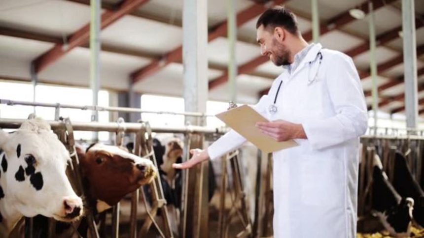 Licitatia pentru desemnarea medicilor veterinari in 23 de localitati din Botosani Afla in ce UAT uri sunt disponibile posturile