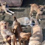 Se angajeaza medic veterinar pentru cainii fara stapan din Botosani