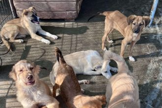 Se angajeaza medic veterinar pentru cainii fara stapan din Botosani