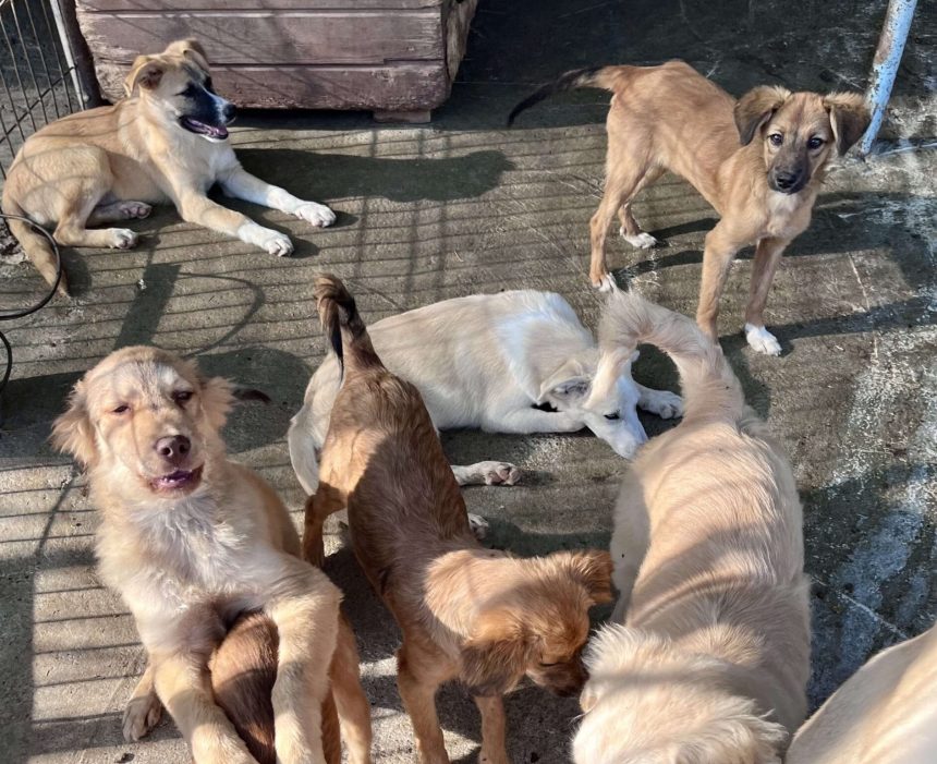 Se angajeaza medic veterinar pentru cainii fara stapan din Botosani