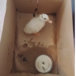 VIDEO Emotivant Un baieetel a dorit sa isi invete ratusca sa inoate la piscinele de la Cornisa