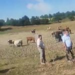 VIDEO Revolta intr o localitate din Botosani Un fermier ameninta ca isi va vinde toate cele 70 de vaci dupa ce a ramas fara pasune si acces la apa