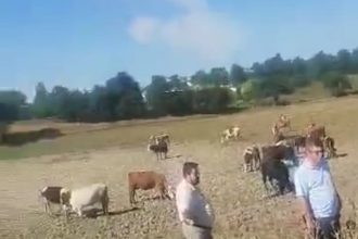 VIDEO Revolta intr o localitate din Botosani Un fermier ameninta ca isi va vinde toate cele 70 de vaci dupa ce a ramas fara pasune si acces la apa