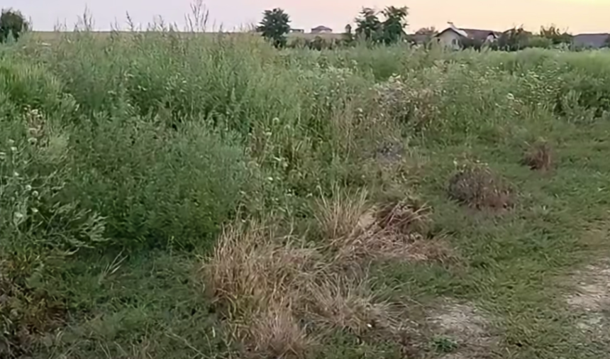 atentie puteti fi amendati daca aveti aceasta planta pe proprietatea voastra si nu actiati