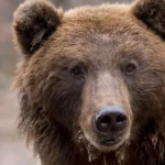 Alertă Ro-Alert după ce un urs a fost văzut aproape de Botoșani. Locuitorii, avertizați