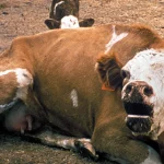 Caz de rabie într-o localitate din Botoșani. Autoritățile, în alertă