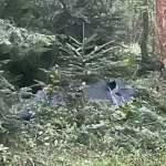 Dronă prăbușită în Suceava după ce a survolat Botoșaniul