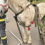 Intervenție neobișnuită în Botoșani: un cal blocat într-un șanț a fost salvat de pompieri