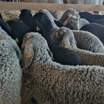 ANSVSA aduce vești bune crescătorilor de oi din Botoșani